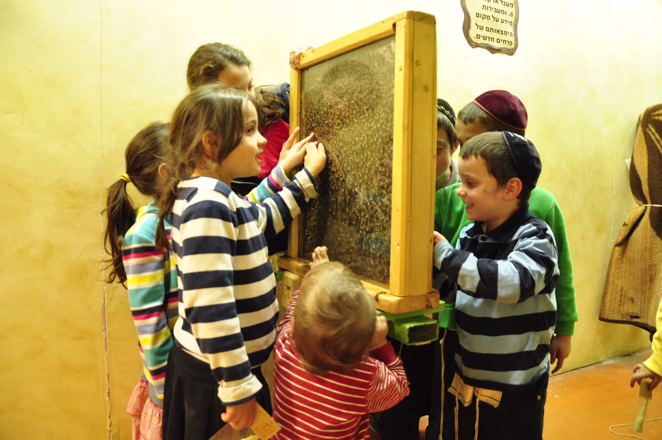 תמונה מהגלריה